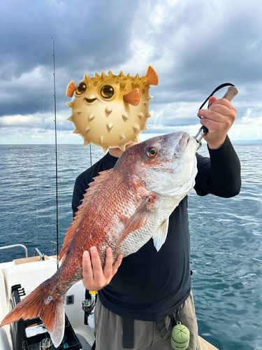 タイの釣果