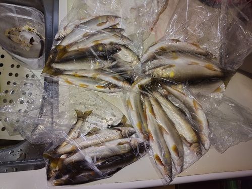 アユの釣果