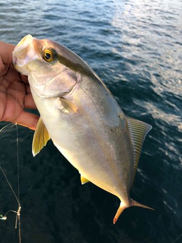 ネリゴの釣果