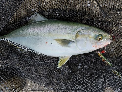 ワカシの釣果
