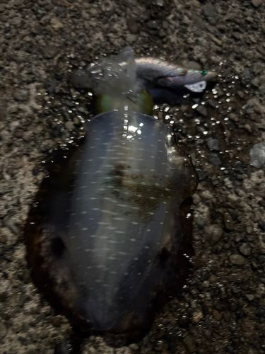 釣果