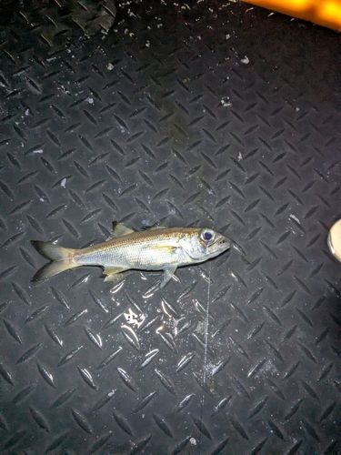 ムツの釣果