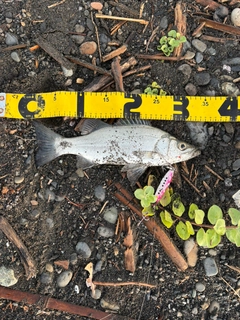 セイゴ(ヒラスズキ)の釣果