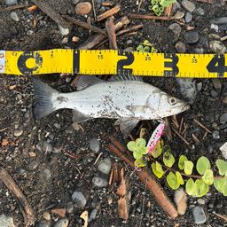 セイゴ（ヒラスズキ）