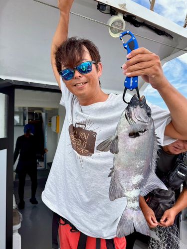 イシダイの釣果