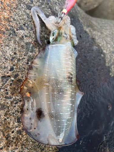 エソの釣果