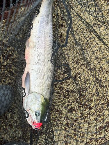アキアジの釣果