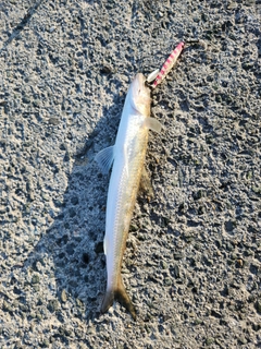 エソの釣果