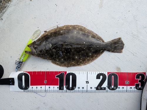 ソゲの釣果