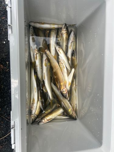 アユの釣果
