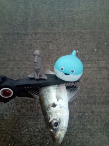 マアジの釣果