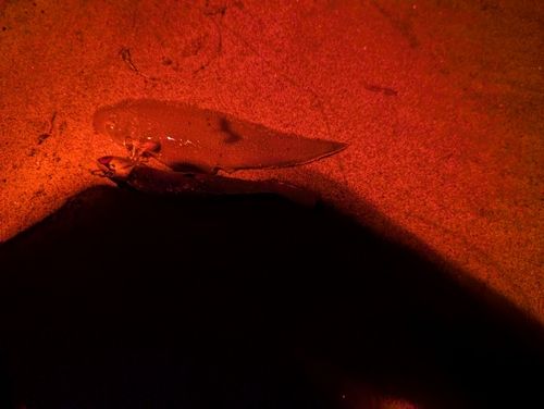 シタビラメの釣果