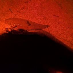 シタビラメ
