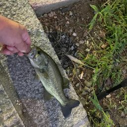 ブラックバス