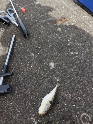 カレイの釣果