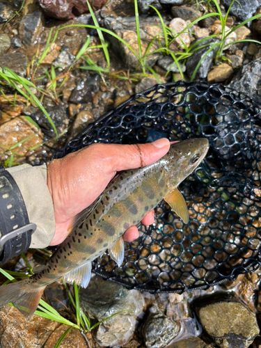 ヤマメの釣果