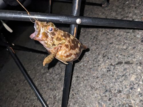 カサゴの釣果