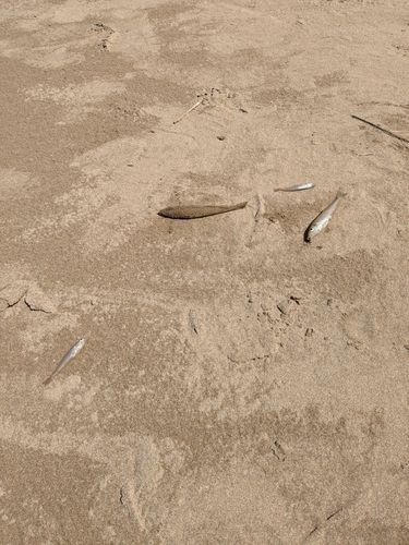 キスの釣果
