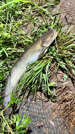ニホンナマズの釣果