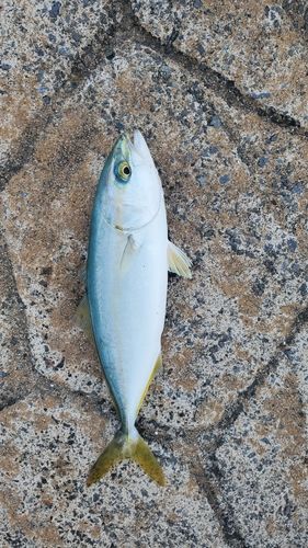 ツバスの釣果