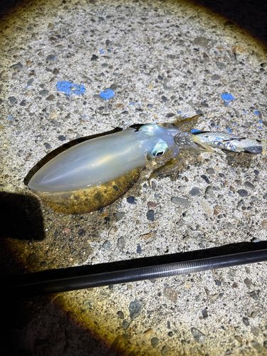 釣果