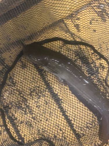 アミューズパークいわき