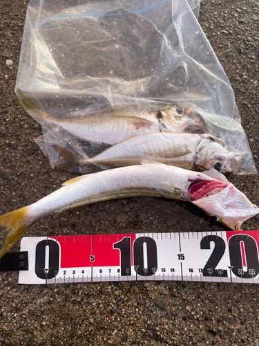 カマスの釣果