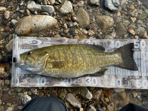 スモールマウスバスの釣果