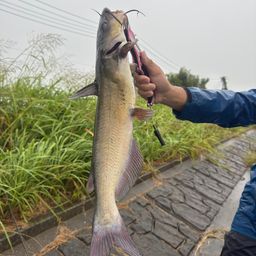 アメリカナマズ