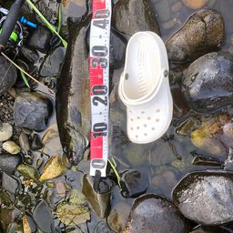 スモールマウスバス