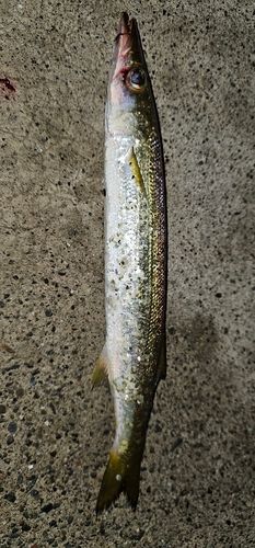 カマスの釣果
