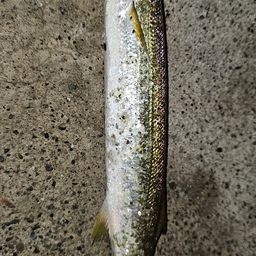 カマス
