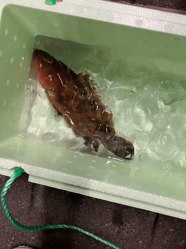 キジハタの釣果