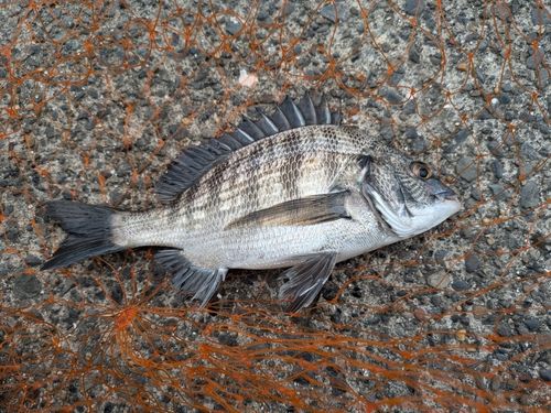 クロダイの釣果