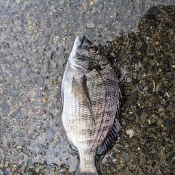 クロダイ