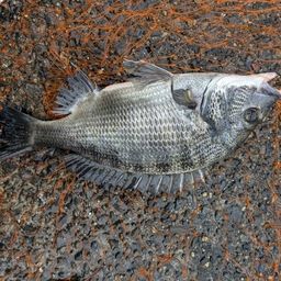 クロダイ