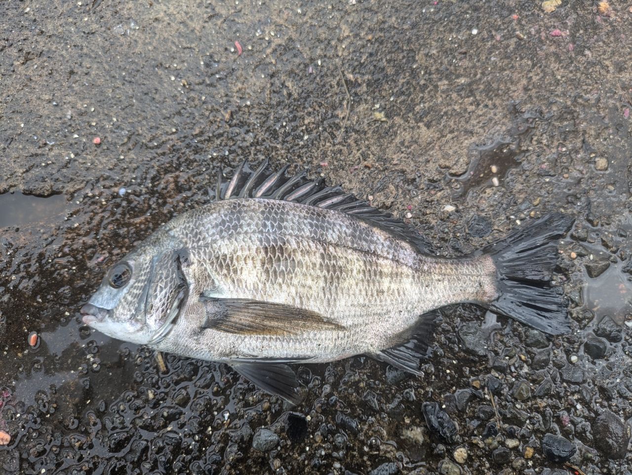 クロダイ