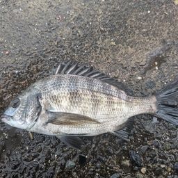 クロダイ
