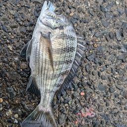 クロダイ