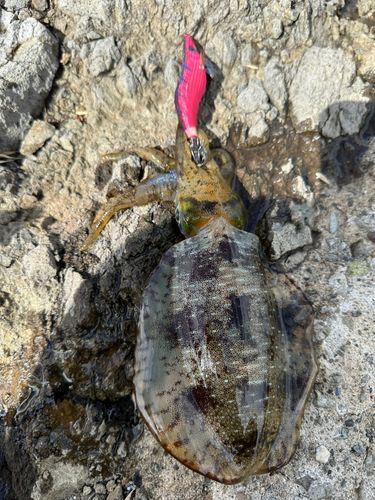 アオリイカの釣果
