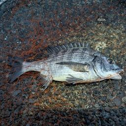 クロダイ