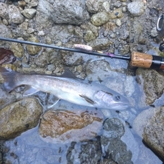 イワナの釣果
