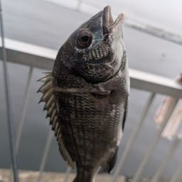 クロダイ