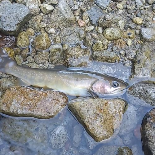 イワナの釣果