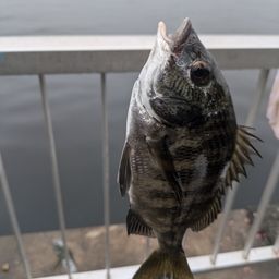 クロダイ