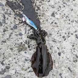 アオリイカ
