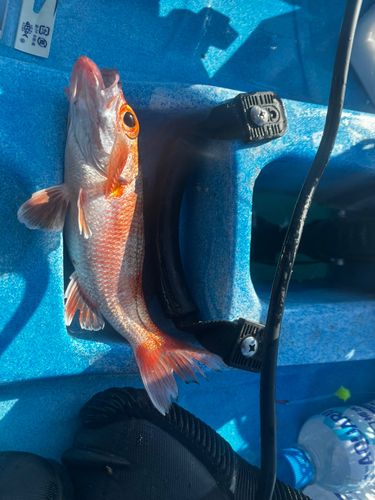 アカムツの釣果