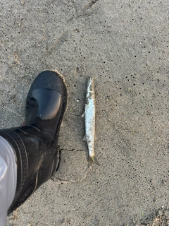 カマスの釣果