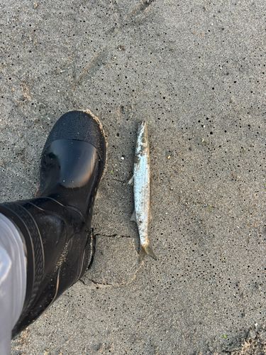 カマスの釣果