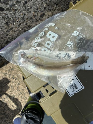 キスの釣果